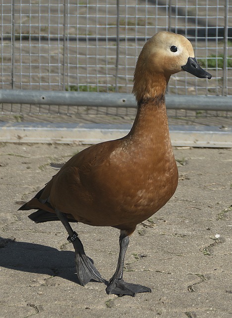 C预测分析